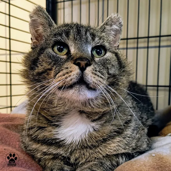 Kot do adopcji, Gdynia, 27 maja 2025 (2/5)