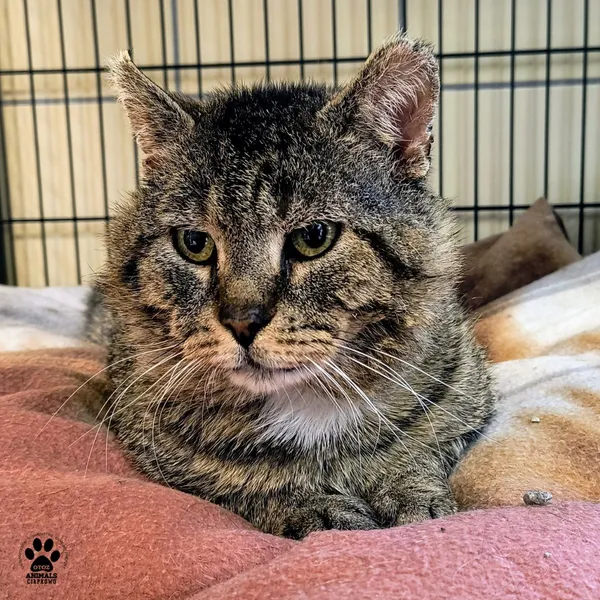 Kot do adopcji, Gdynia, 27 maja 2025 (4/5)