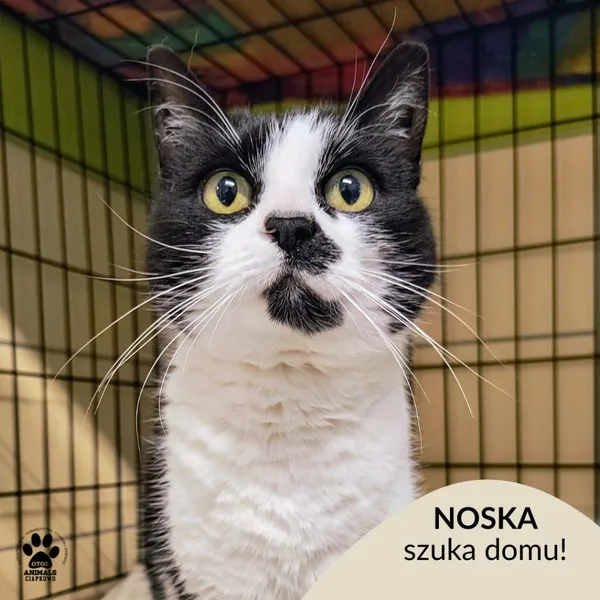 Kot do adopcji, Gdynia, 27 maja 2025 (1/4)