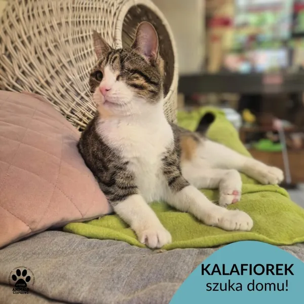 Kot do adopcji, Gdynia, 27 maja 2025 (1/3)