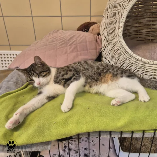 Kot do adopcji, Gdynia, 27 maja 2025 (2/3)