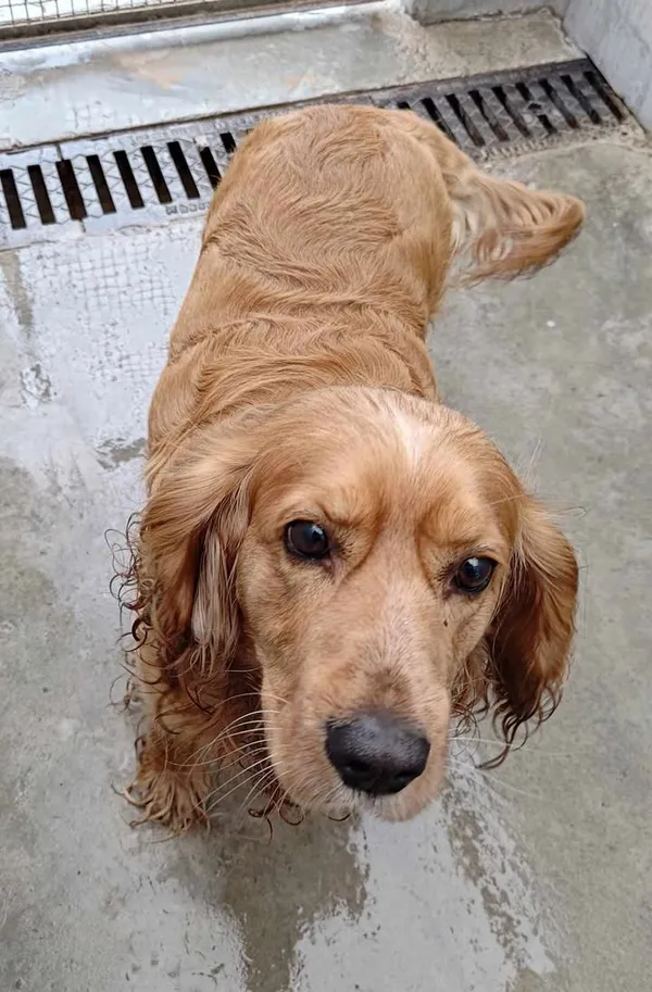 Znaleziono psa, Lublin, 26 maja 2025