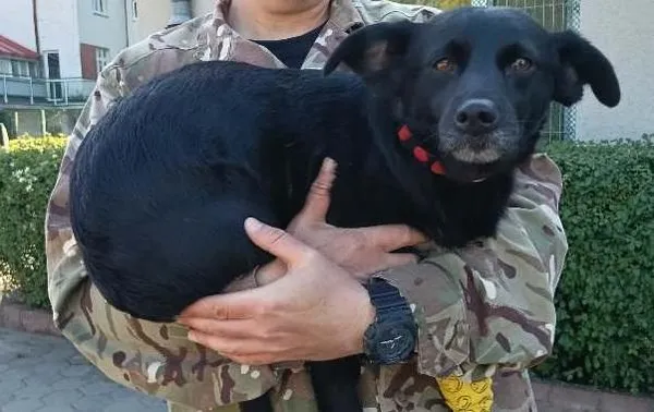 Znaleziono psa, Toruń, 24 maja 2025