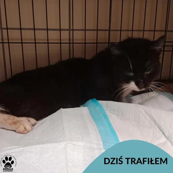 Znaleziono kota, Gdynia, 19 maja 2025