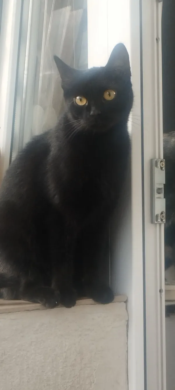 Zaginął kot, Łódź, 27 maja 2025