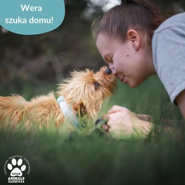 Pies do adopcji, Dąbrówka, 27 maja 2025 (2/5)