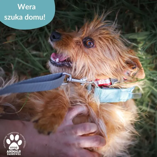 Pies do adopcji, Dąbrówka, 27 maja 2025 (3/5)