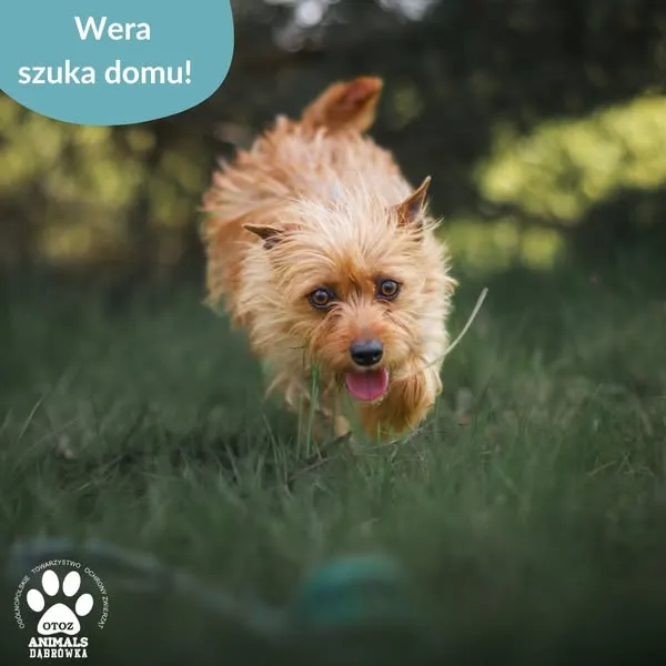 Pies do adopcji, Dąbrówka, 27 maja 2025 (4/5)