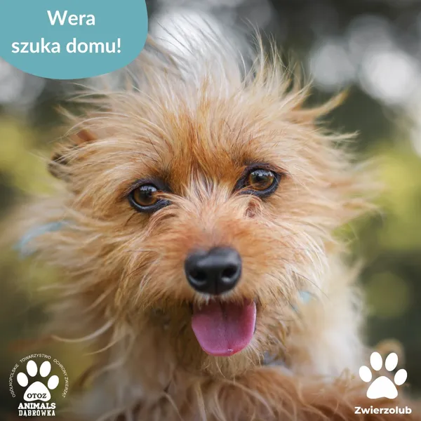 Pies do adopcji, Dąbrówka, 27 maja 2025 (5/5)