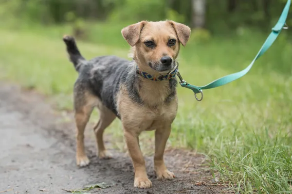 Pies do adopcji, Nowodwór, 27 maja 2025 (3/5)