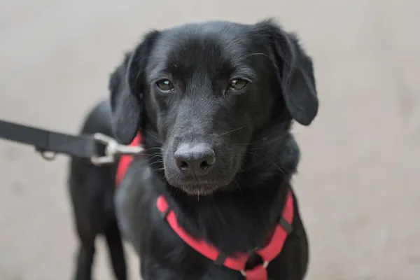 Pies do adopcji, Nowodwór, 27 maja 2025 (3/5)