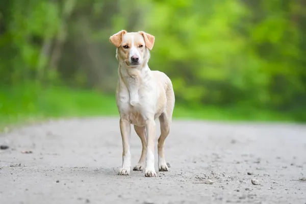 Pies do adopcji, Nowodwór, 27 maja 2025 (3/5)