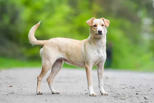 Pies do adopcji, Nowodwór, 27 maja 2025 (4/5)