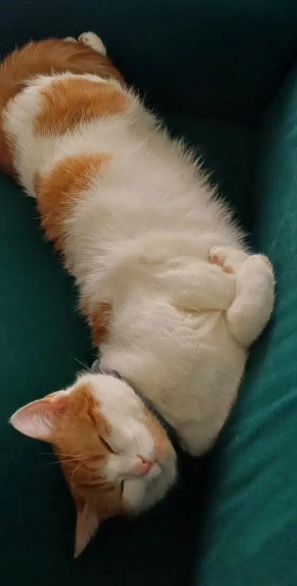 Zaginął kot, Trójca, 28 maja 2025 (3/4)