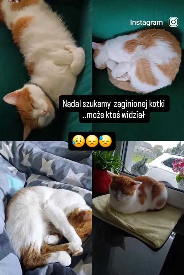 Zaginął kot, Trójca, 28 maja 2025 (4/4)