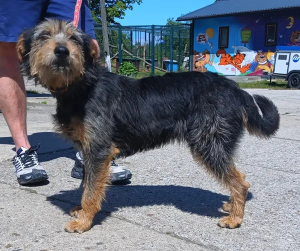 Znaleziono psa, Pieckowo, 27 maja 2025 (1/2)