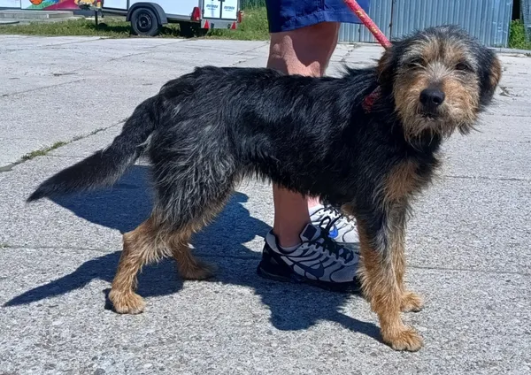 Znaleziono psa, Pieckowo, 27 maja 2025 (2/2)