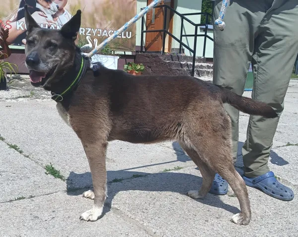 Znaleziono psa, Pieckowo, 27 maja 2025 (1/2)