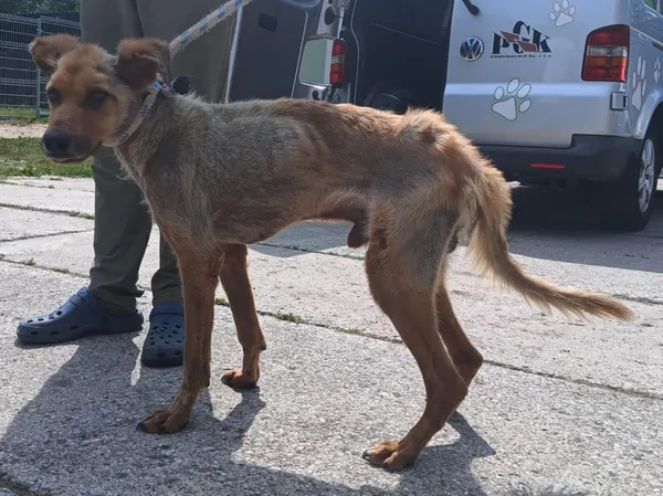 Znaleziono psa, Pieckowo, 27 maja 2025 (1/2)