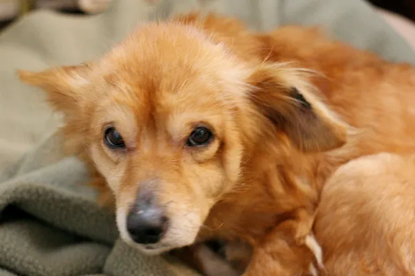 Znaleziono psa, Wałbrzych, 21 maja 2025