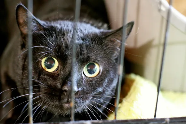 Znaleziono kota, Wałbrzych, 24 maja 2025