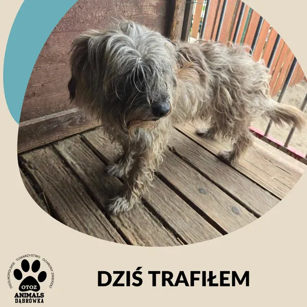 Znaleziono psa, Dąbrówka, 24 maja 2025