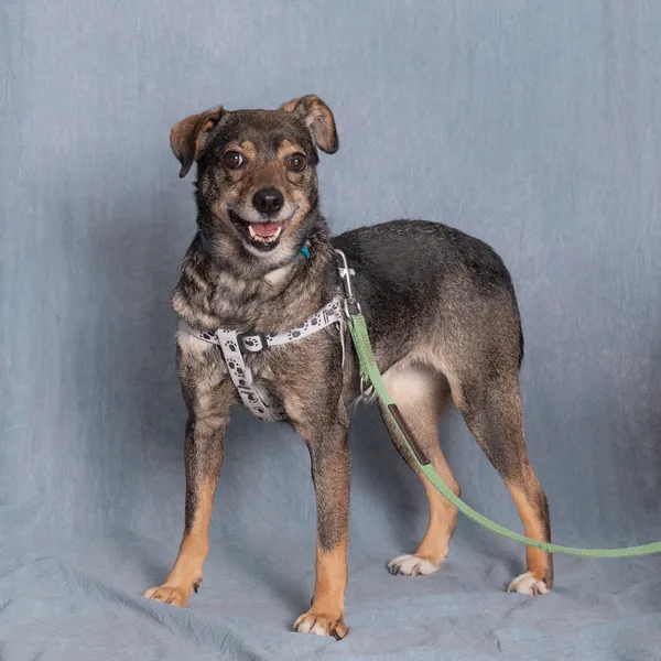 Pies do adopcji, Gdańsk, 28 maja 2025