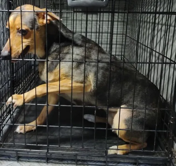 Znaleziono psa, Radom, 26 maja 2025