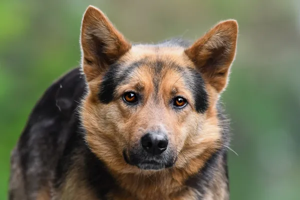 Pies do adopcji, Nowodwór, 28 maja 2025 (2/5)