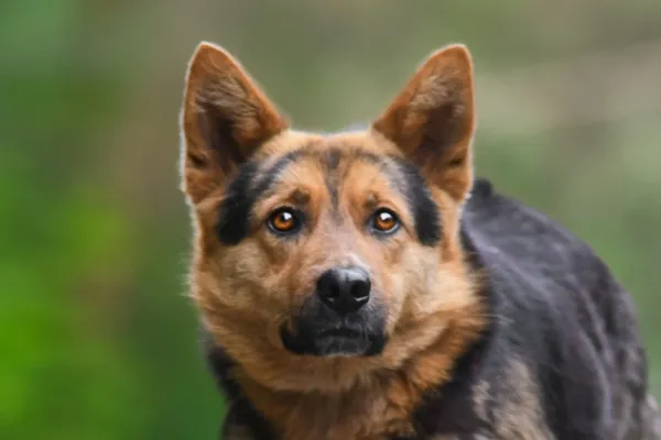 Pies do adopcji, Nowodwór, 28 maja 2025 (5/5)