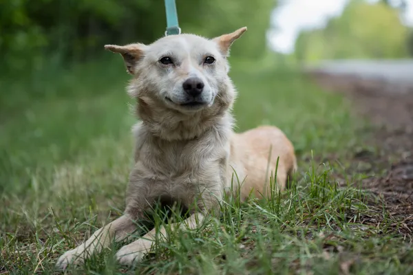 Pies do adopcji, Nowodwór, 28 maja 2025 (1/5)