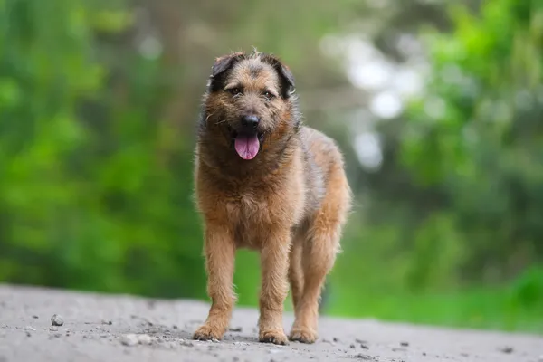 Pies do adopcji, Nowodwór, 28 maja 2025 (1/5)