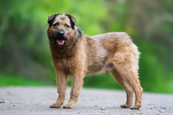 Pies do adopcji, Nowodwór, 28 maja 2025 (3/5)