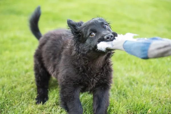 Pies do adopcji, Nowodwór, 28 maja 2025 (2/5)