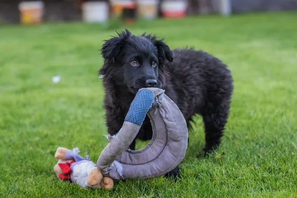 Pies do adopcji, Nowodwór, 28 maja 2025 (4/5)