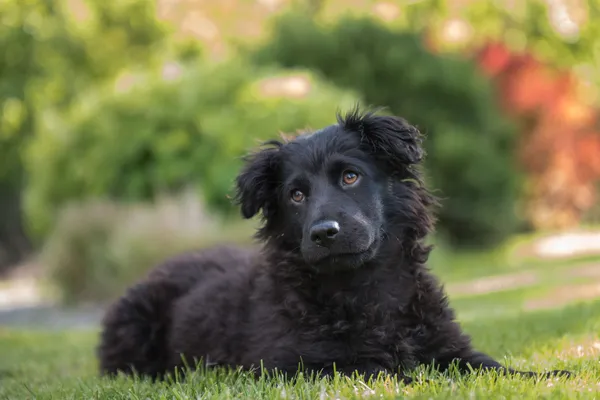 Pies do adopcji, Nowodwór, 28 maja 2025 (5/5)