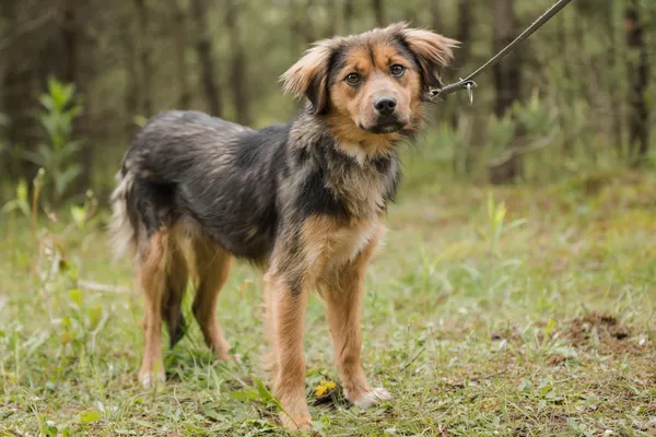 Pies do adopcji, Nowodwór, 28 maja 2025 (2/5)