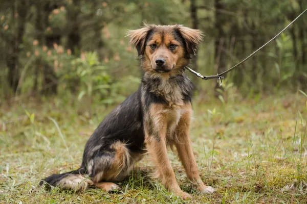 Pies do adopcji, Nowodwór, 28 maja 2025 (3/5)