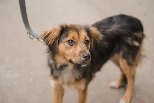 Pies do adopcji, Nowodwór, 28 maja 2025 (4/5)