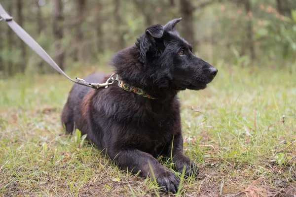 Pies do adopcji, Nowodwór, 28 maja 2025 (1/5)