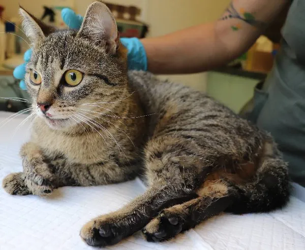 Znaleziono kota, Łódź, 28 maja 2025 (1/2)