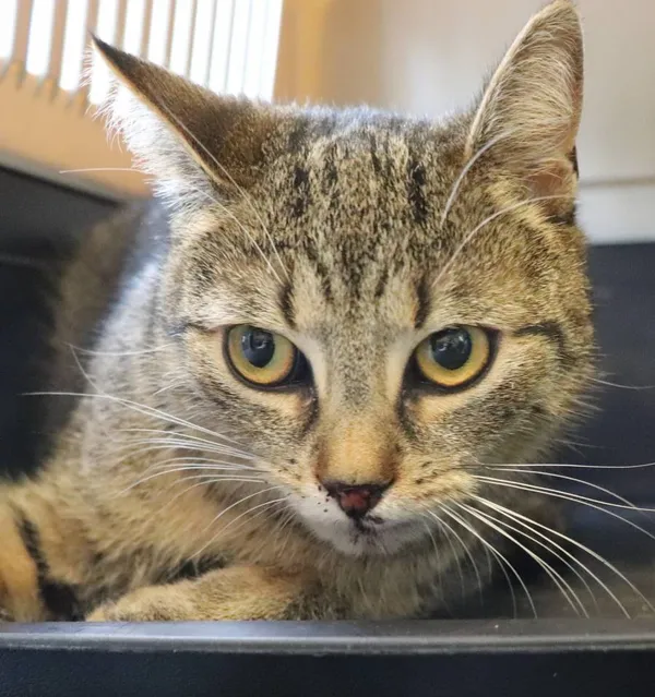 Znaleziono kota, Łódź, 28 maja 2025 (2/2)