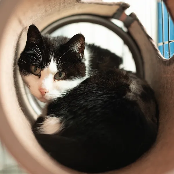 Kot do adopcji, Gdańsk, 28 maja 2025