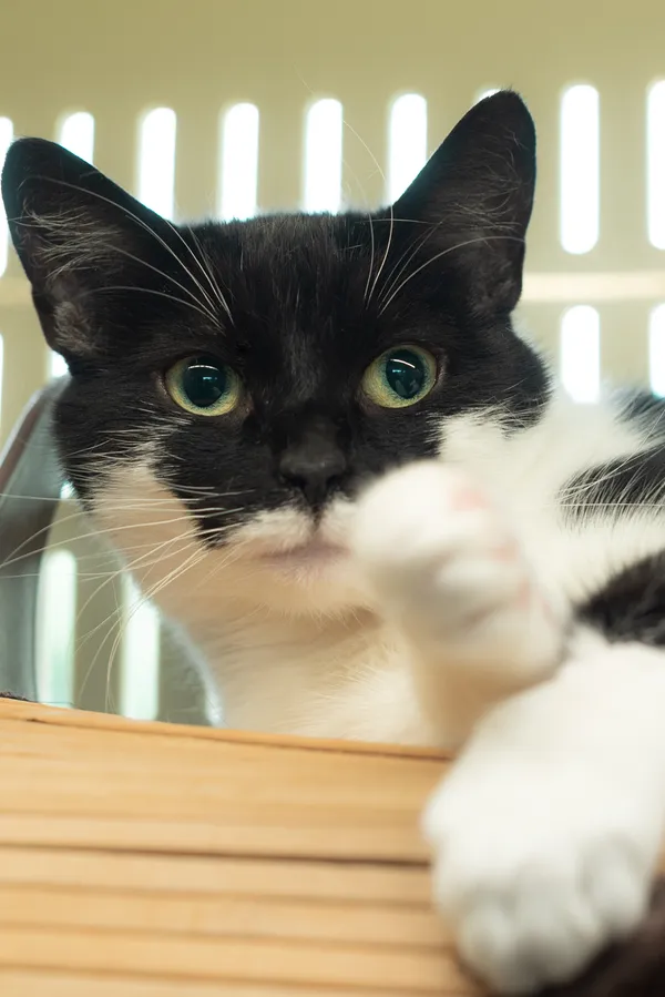 Kot do adopcji, Gdańsk, 12 kwietnia 2024