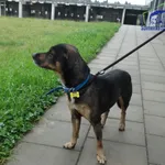 Znaleziono psa