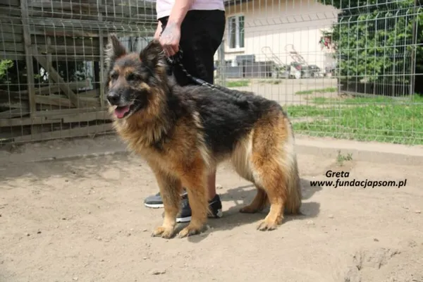 Pies do adopcji, Nowy Dwór Mazowiecki, 28 maja 2025 (3/3)