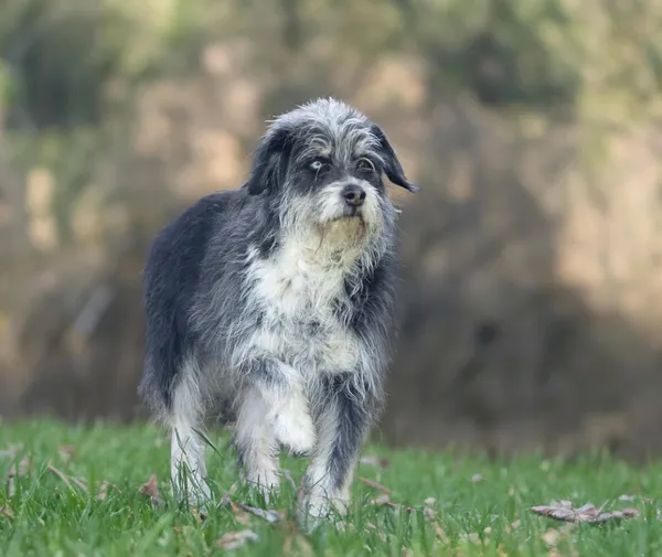 Pies do adopcji, Bełchatów, 21 lutego 2025 (1/5)