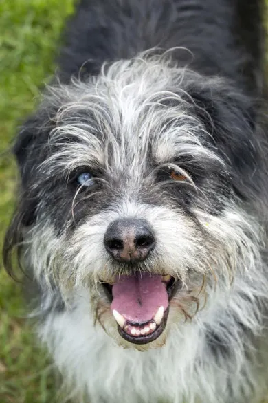 Pies do adopcji, Bełchatów, 21 lutego 2025 (3/5)