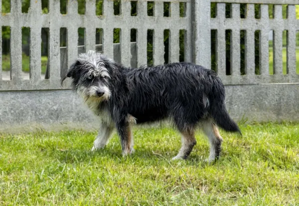 Pies do adopcji, Bełchatów, 21 lutego 2025 (4/5)