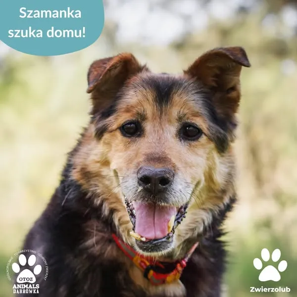 Pies do adopcji, Dąbrówka, 28 maja 2025 (1/5)